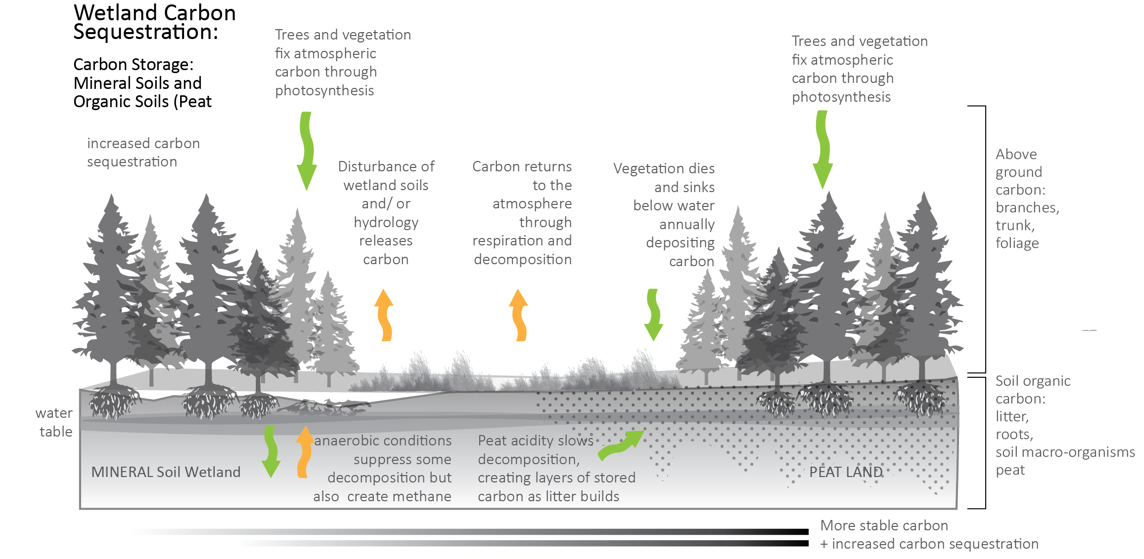 wetlands carbon seq image